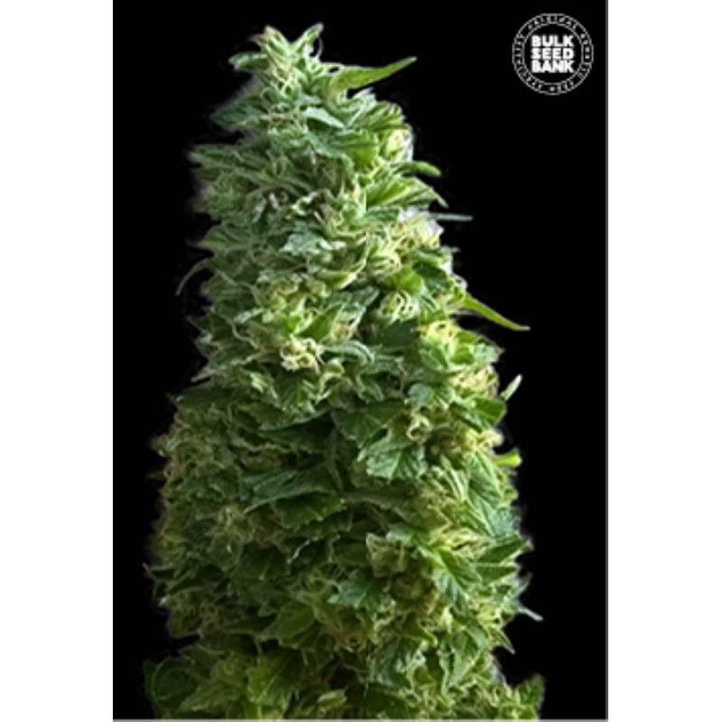 Lime Skunk Feminizada de Bulk Seeds Bank