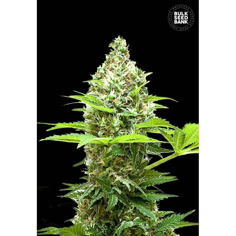 Sherbet Power Feminizada de Bulk Seeds Bank