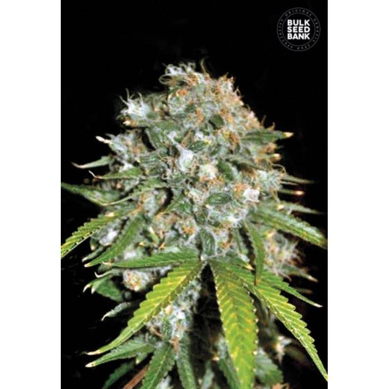 Skunk 99 Feminizada de Bulk Seeds Bank