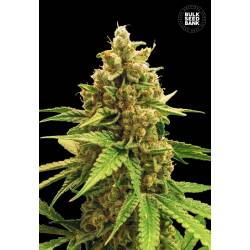 Winning Cake Feminizada de Bulk Seeds Bank