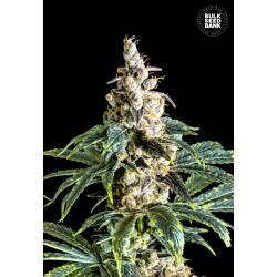 Zkittly Zi Zi Feminizada de Bulk Seeds Bank