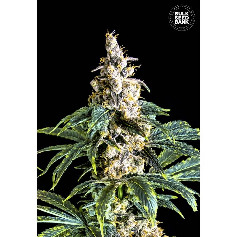 Zkittly Zi Zi Feminizada de Bulk Seeds Bank