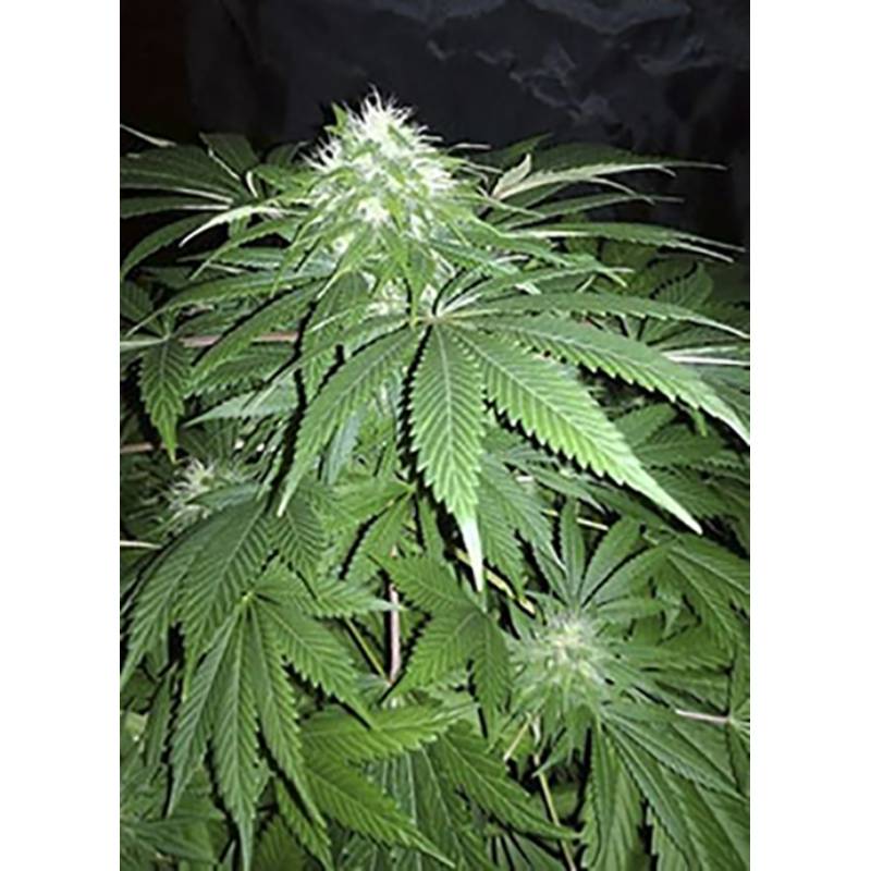 Chapita De Michoacan Regular de Cannabiogen Seeds