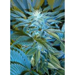 Sandstorm Regular de Cannabiogen Seeds