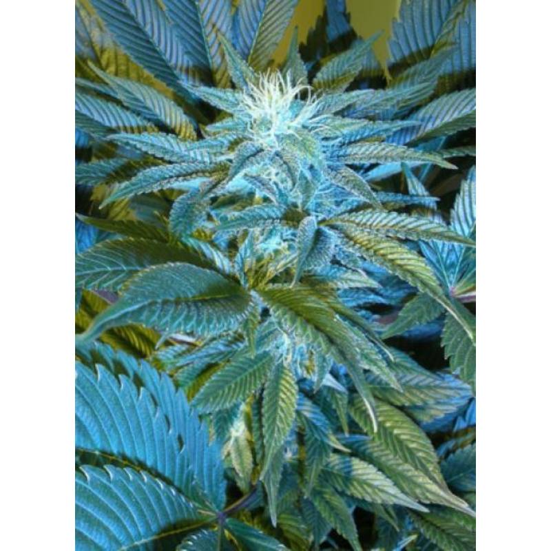 Sandstorm Regular de Cannabiogen Seeds