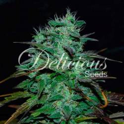 Chocobang (Sativa Line) de Delicious