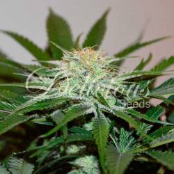 Descojack (Sativa Line) de Delicious