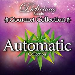 Gourmet Auto # 1 (Colecciones)