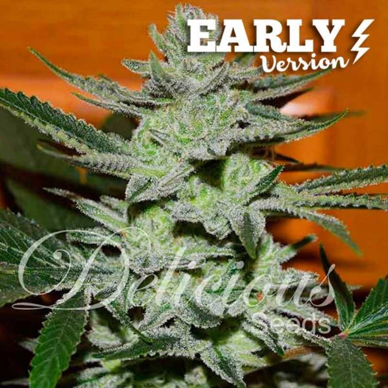 Unknown Kush (Early Version) de Delicious
