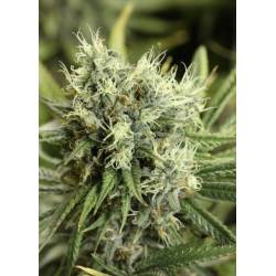 Dazy Jones Regular de Devils Harvest Seeds