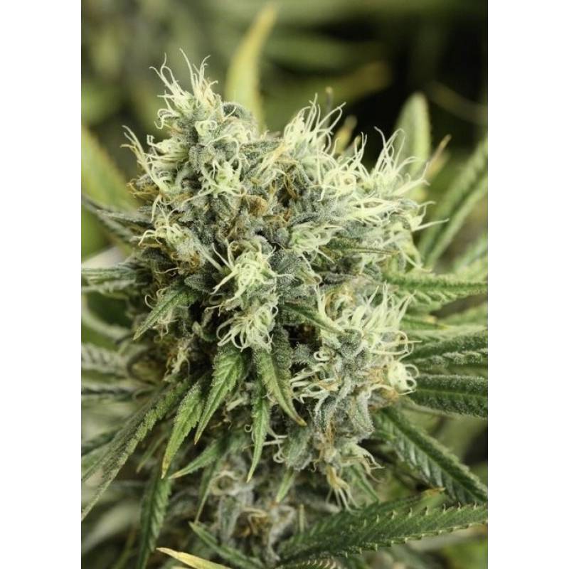 Dazy Jones Regular de Devils Harvest Seeds