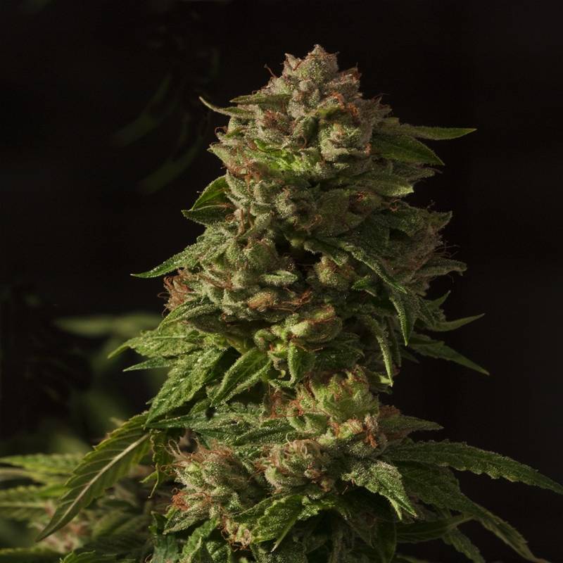 Fallen Angel Regular de Devils Harvest Seeds