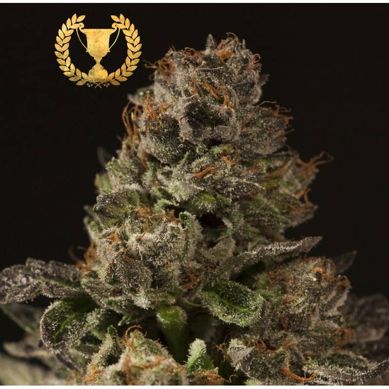 Strawberry Sour Diesel Regular de Devils Harvest Seeds