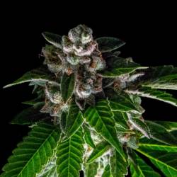 Bakers Delight Feminizada de DNA Genetics