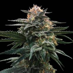 Blood Orange Sorbet Feminizada de DNA Genetics