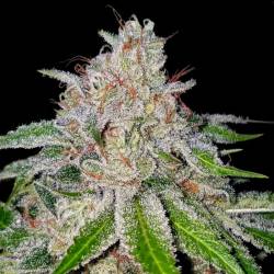 Cherry 18 de DNA Genetics