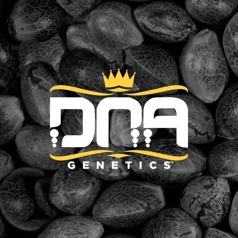 Rp Mix Pack Regular de DNA Genetics