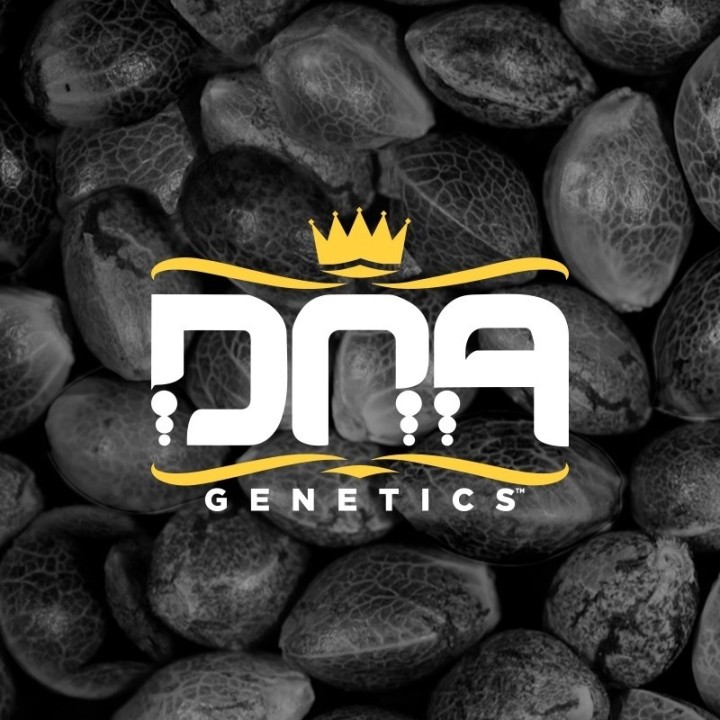 Rp Mix Pack Regular de DNA Genetics