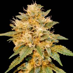 Snowland de DNA Genetics