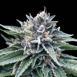 Sorbet 4 de DNA Genetics