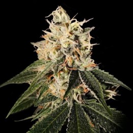 Sour Juice Regular de DNA Genetics