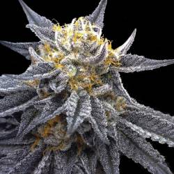 SSOG de DNA Genetics