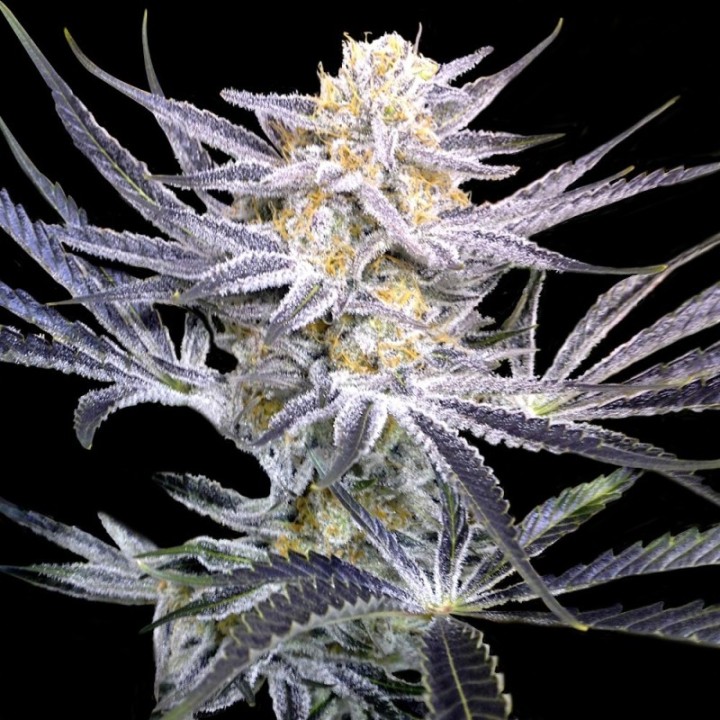 Strawberries Fields Regular de DNA Genetics