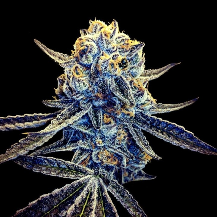 Tangieland Regular de DNA Genetics