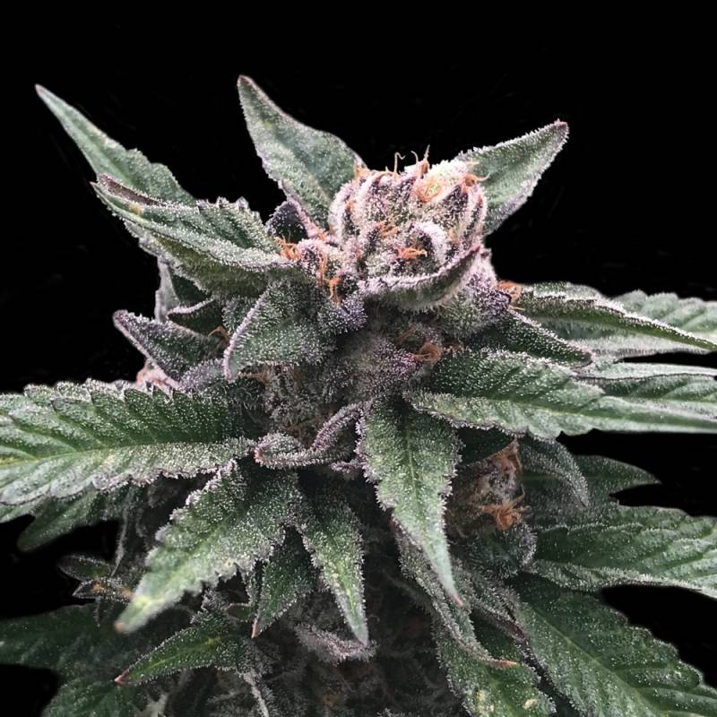 Triple Scoop de DNA Genetics