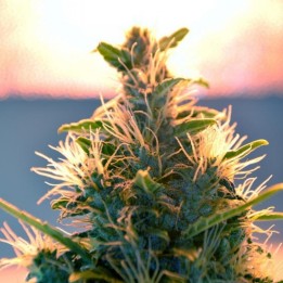 Lowryder Auto de Doctor's Choice