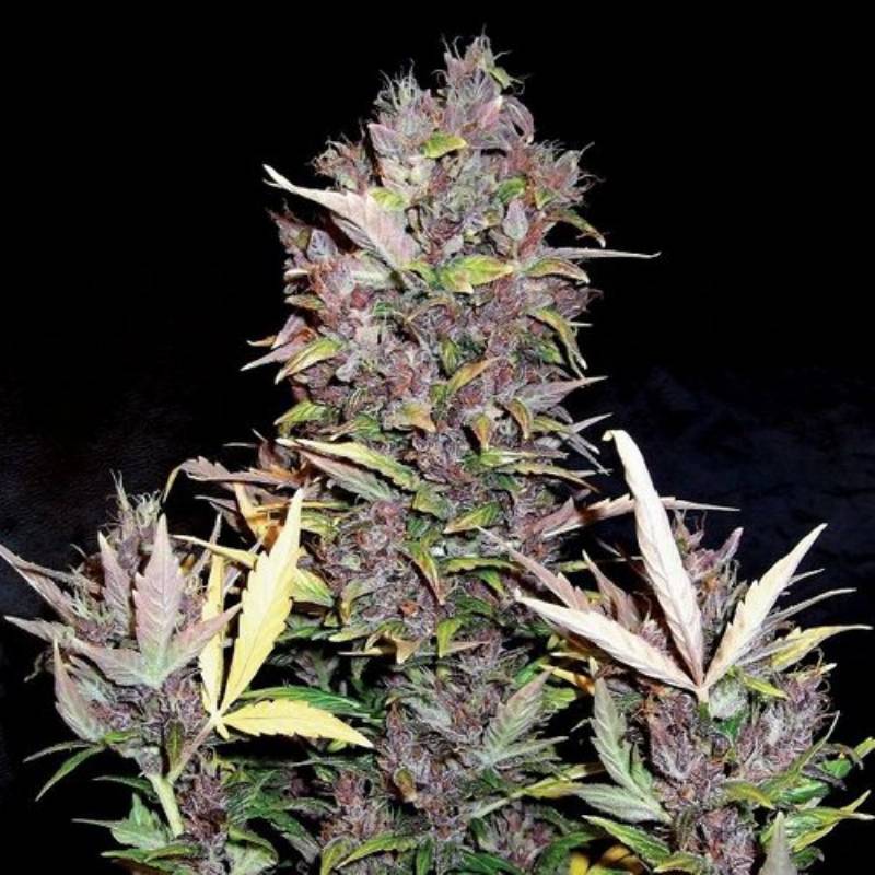 Purple Ryder Auto de Doctor's Choice