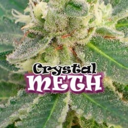 Crystal M.E.T.H de Dr Underground
