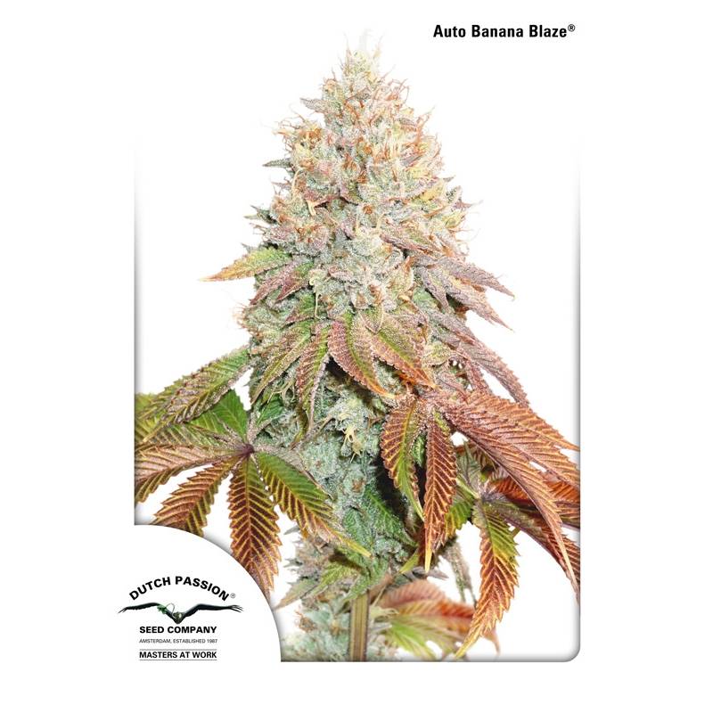 Auto Banana Blaze de Dutch Passion