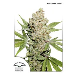 Auto Lemon Zkittle de Dutch Passion