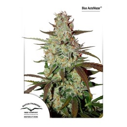 Blue Auto Mazar (Autoflowering) de Dutch Passion