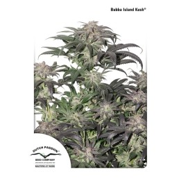 Bubba Island Kush de Dutch Passion