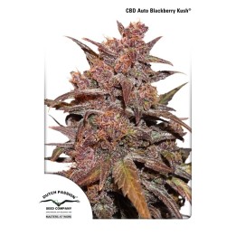 CBD Auto Blackberry Kush de Dutch Passion