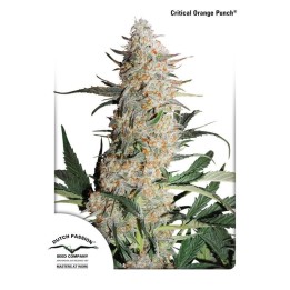 Critical Orange Punch ® de Dutch Passion