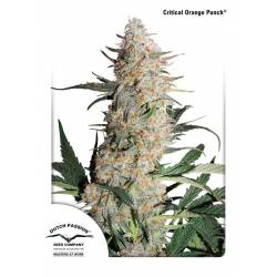 Critical Orange Punch ® de Dutch Passion