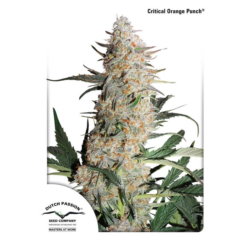 Critical Orange Punch ® de Dutch Passion