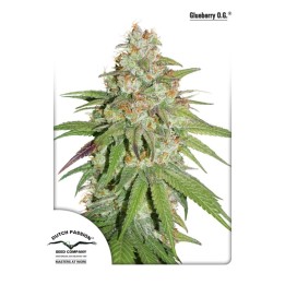 Glueberry Og de Dutch Passion