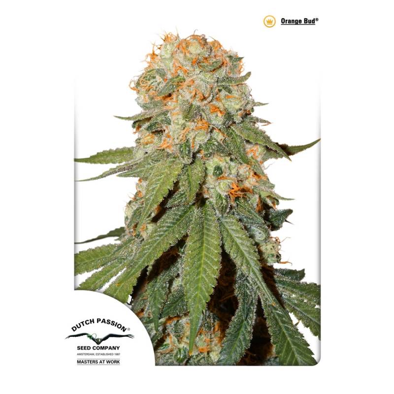 Orange Bud Regular de Dutch Passion