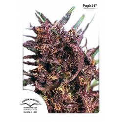 Purple #1 ® de Dutch Passion