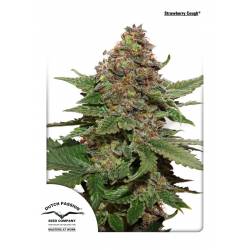 Strawberry Cough ® de Dutch Passion