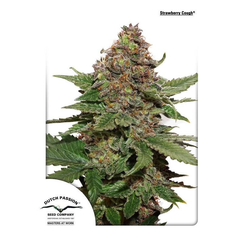 Strawberry Cough ® de Dutch Passion