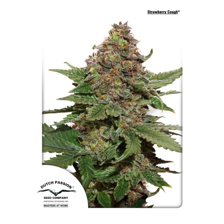 Strawberry Cough ® de Dutch Passion