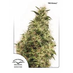 Thc-Victory de Dutch Passion