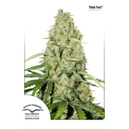 Think Fast ® de Dutch Passion