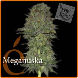 Meganuska de Elite Seeds