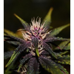 Purplediol Autofloreciente CBD de Elite Seeds
